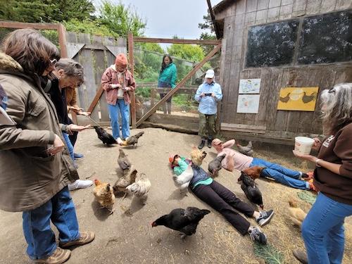 Group of people feeding chickens outside, with two people lying on the ground so chickens climb on them